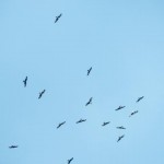 Abzug der Rotmilane 28.09.2014
