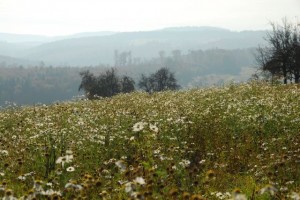 Landschaft um Malsch