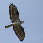 Wespenbussard