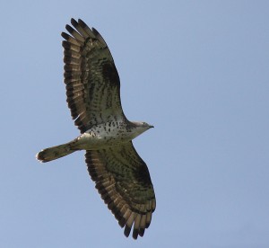 wesenbussard