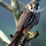 Baumfalke