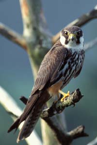 Baumfalke