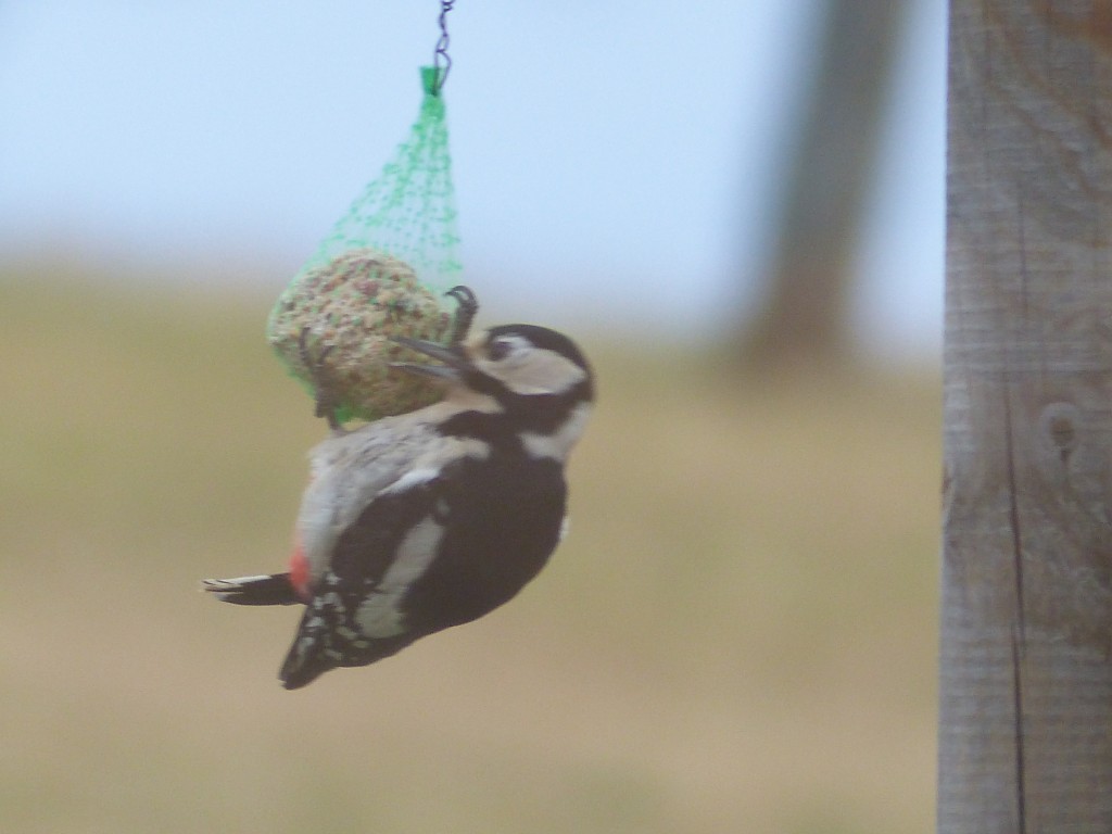 Buntspecht 18.02.2014