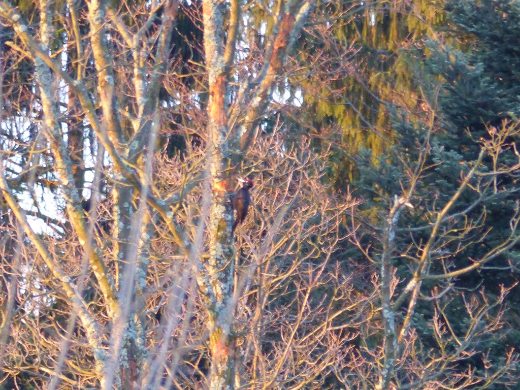 Schwarzspecht 14.02.2014 in Völkersbach