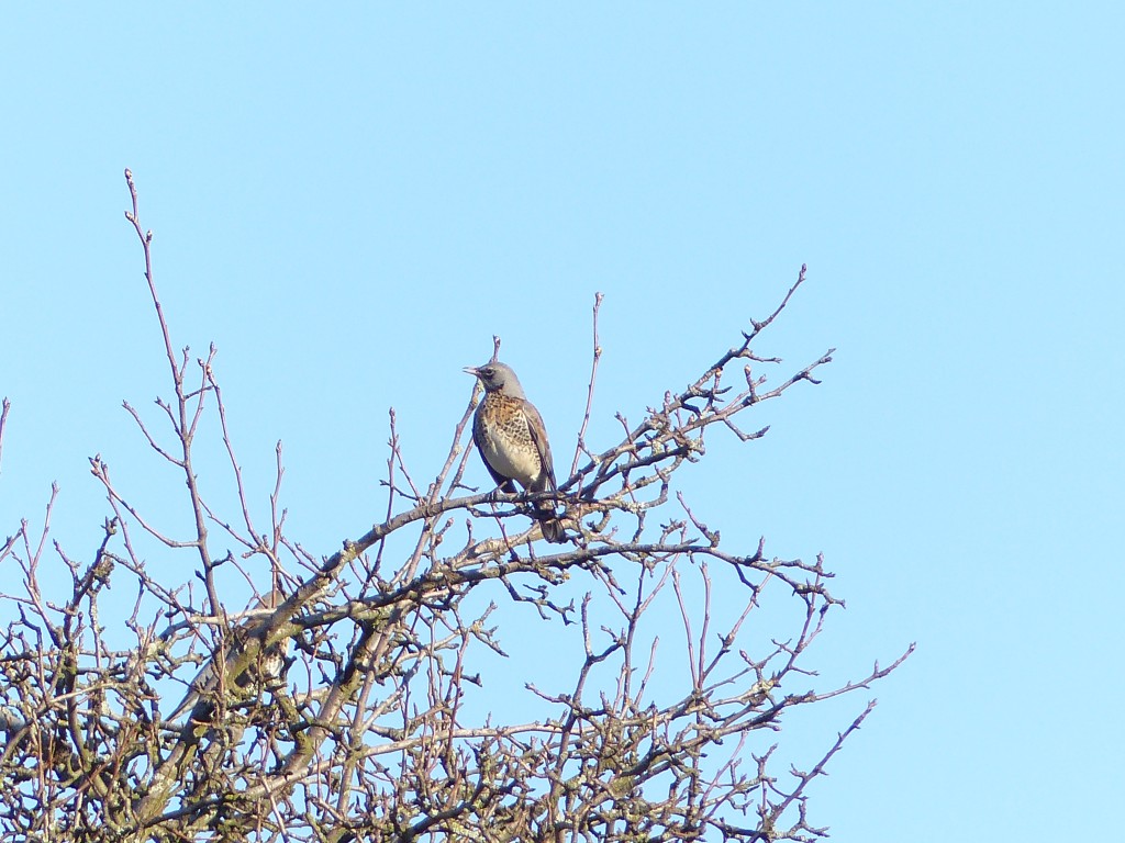 Wachholderdrossel 17.02.2014