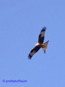 140308_Rotmilan_L613_Lochäcker-Metterrain_Freiolsheim