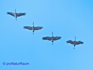 140309_Kraniche_Erlenhag_Metterrain-1010691a