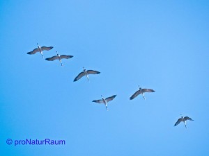 140309_Kraniche_Erlenhag_Metterrain-1010703a