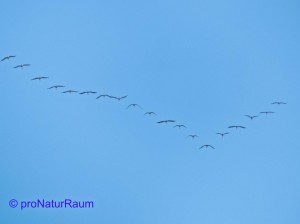 140309_Kraniche_Erlenhag_Metterrain-1010710a