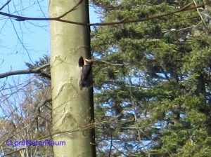 140309_Schwarzspecht_Metterrain