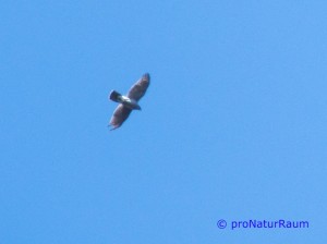 140309_Sperber_Metterrain-1010680a