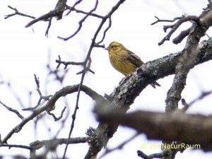 140316_Goldammer_o_II