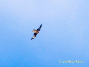 140328_Milane_Völkersbach-1020164