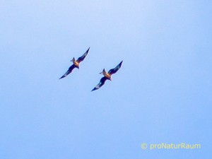 140328_Milane_Völkersbach-1020165