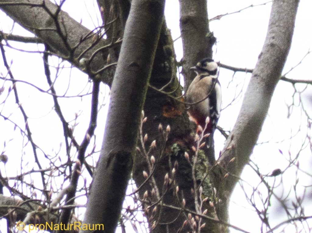 20140202_Buntspecht_Metterrain_03