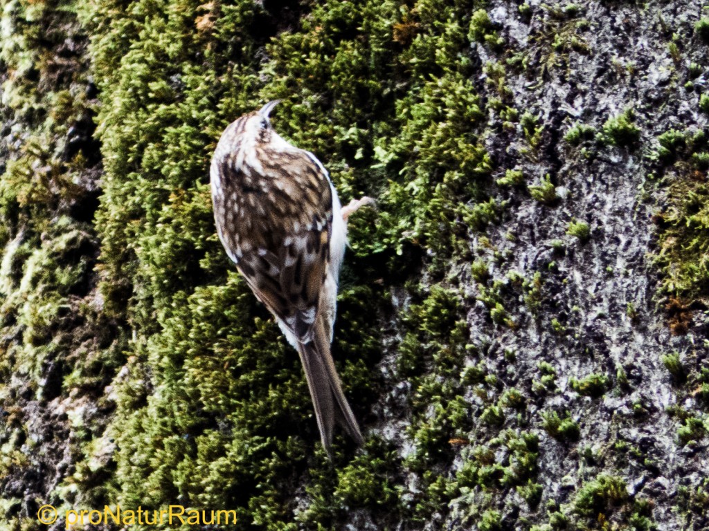 20140208_Waldbaumläufer_Metterrain