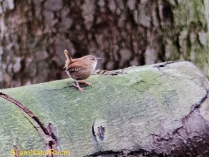 20140301_Zaunkönig_Erlenhag