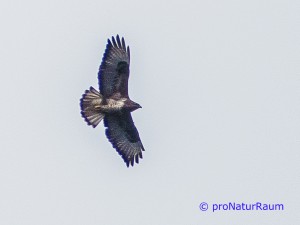 20140302_Mäusebussard_Metterrain