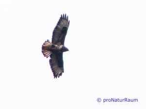 20140302_Mäusebussard_Metterrain_II