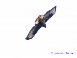 20140302_Mäusebussard_Metterrain_III