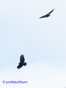 20140302_Mäusebussard_Metterrain_V