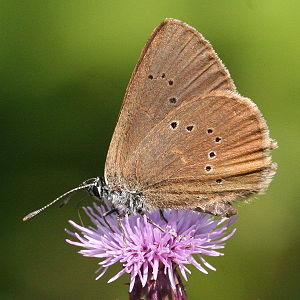 dunkler_wiesenknopf