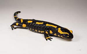 feuersalamander