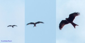 140419-Rotmilan-Metterrain