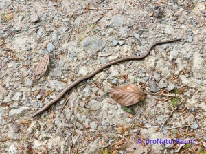 140423-Blindschleiche-Metterrain-1030161