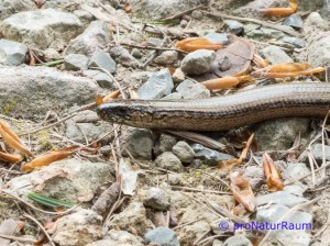 140423-Blindschleiche-Metterrain-1030164