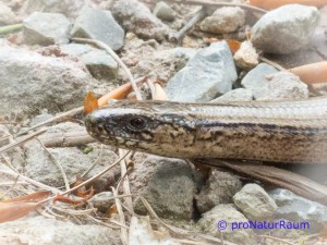 140423-Blindschleiche-Metterrain-1030167