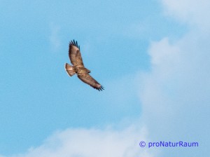 140423-Mäusebussarde-Neuwiesen-1030214