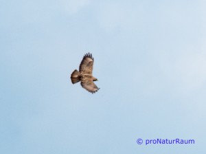 140423-Mäusebussarde-Neuwiesen-1030215
