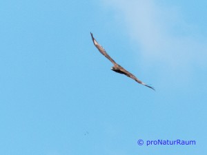 140423-Mäusebussarde-Neuwiesen-1030221