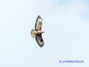 140423-Mäusebussarde-Neuwiesen-1030227