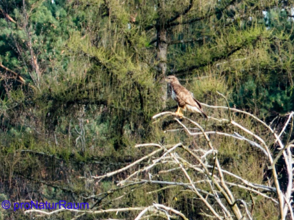 tmp_bussard-449726027