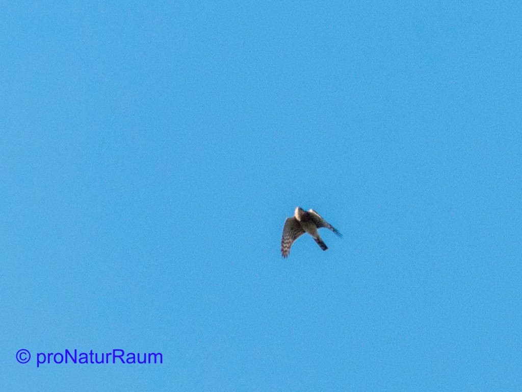 tmp_sperber1808287511