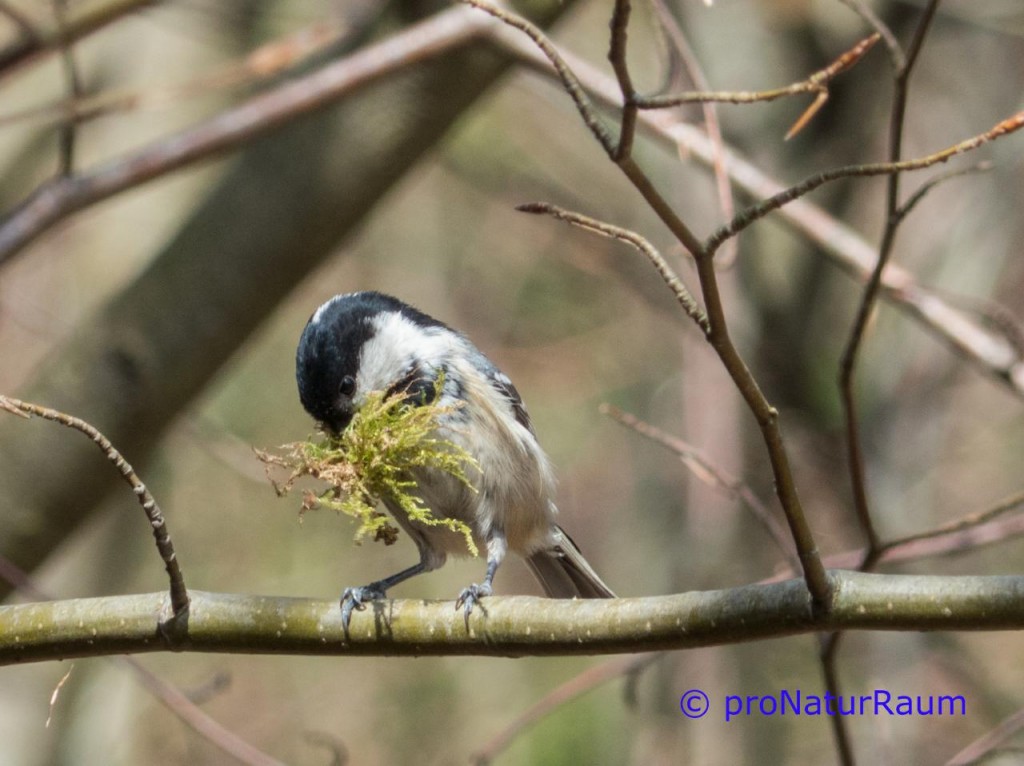 tmp_tannenmeise484615943