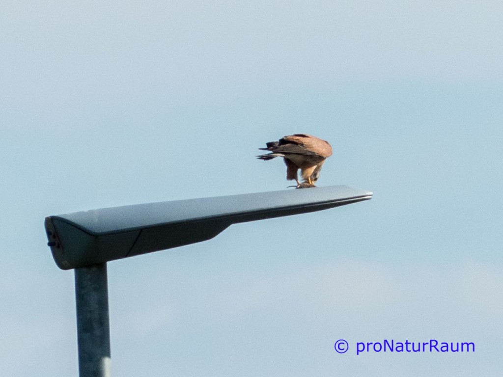 tmp_turmfalk11576878129