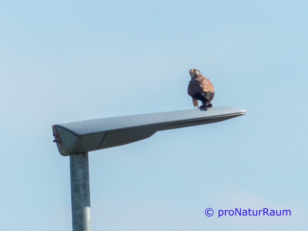 tmp_turmfalke3225304210