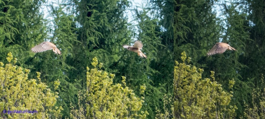 tmp_turmfalken1806742487