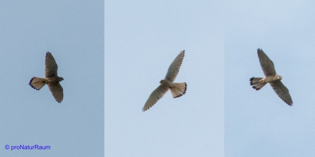 tmp_turmfalken21576878129