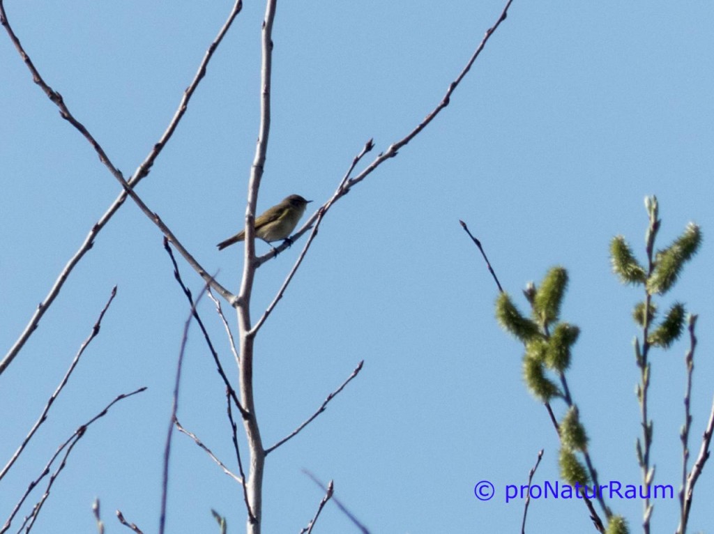 tmp_zilpzalps11703845459