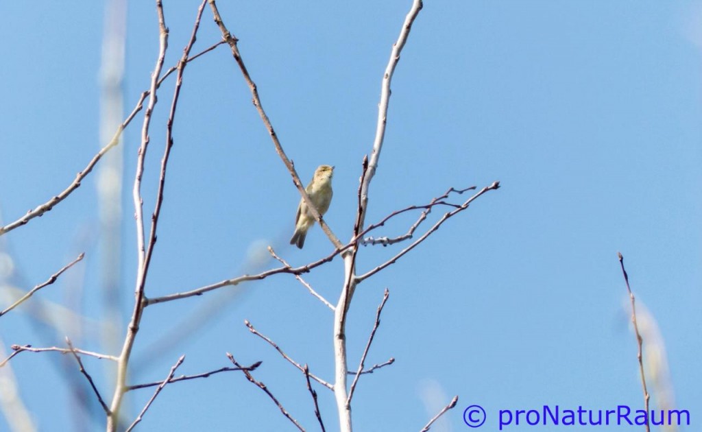 tmp_zilpzalps3-1775001492