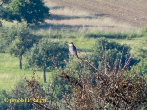 140524-Baumfalke-1040133