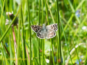Kleiner_Würfel-Dickkopffalter-1030673