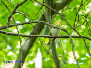 waldlaubsänger_erlenhag-1030679