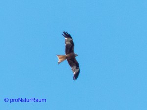 Der Artenschutz muss bei der Planung von Windkraftanlage berücksichtigt werden. Rotmilane, von denen es weltweit nur noch 20.000 bis 25.000 Brutpaare gibt, sind häufig Kollisionsopfer. Das Foto zeigt einen von etlichen Rotmilanen, die bei Malsch leben, aufgenommen über Völkersbach im Juni 2014.