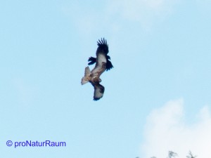 20140615-Mäusebussard-P1040708