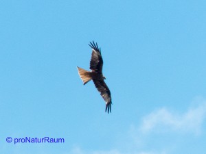 20140615-Rotmilan-P1040818